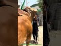🚨 Karachi Ka Mashhoor Qurbani Janwar! 🐂🔥