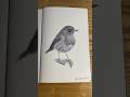 Quick sketch of a robin through ballpoint pen #drawingsketch  #quicksketch #birdsketch