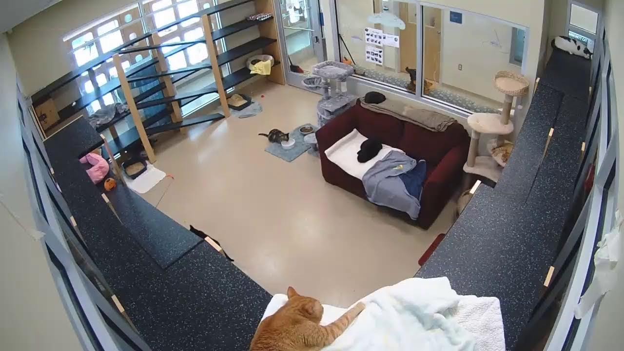 St. Mary's County Animal Adoption & Resources Center Kitty Cam