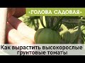 Голова садовая - Как вырастить высокорослые грунтовые томаты