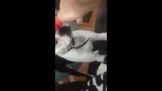 Boston terrier goes nuts