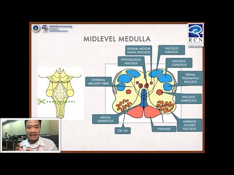 Foundation of Neuroscience | 8.2 Medulla oblongata