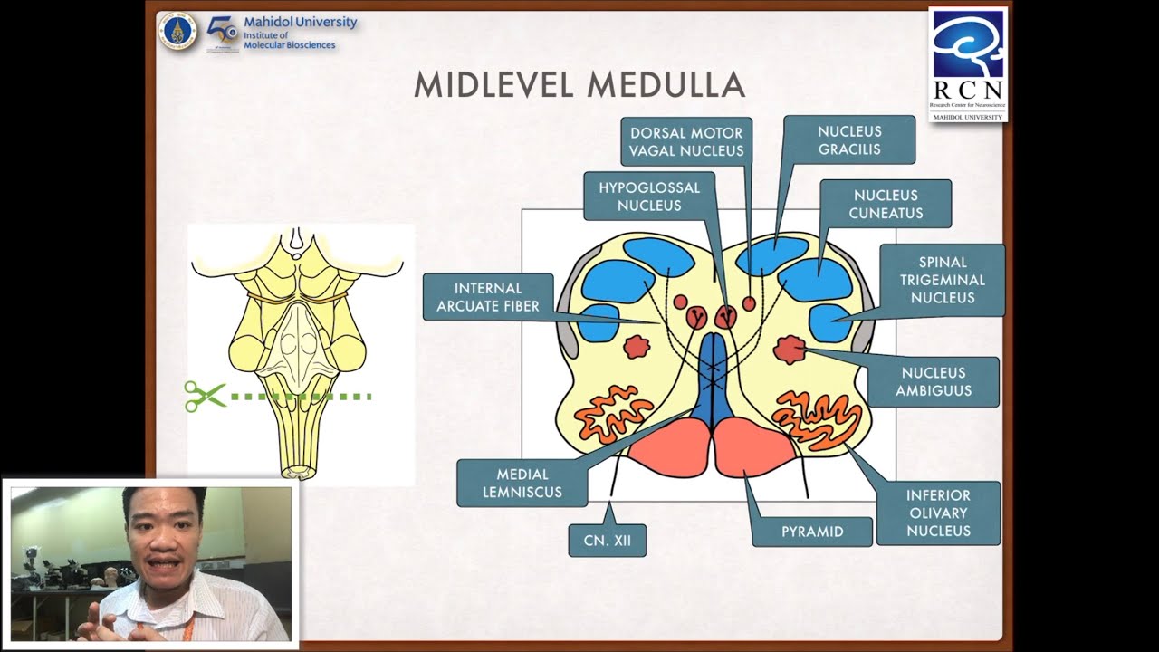 Foundation of Neuroscience | 8.2 Medulla oblongata - YouTube