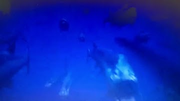 Amazing Dinoworld: Mosasaurus vs Xiphactinus (English edition)