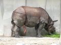 愛知県の東山動植物園の朝から元気なサイ