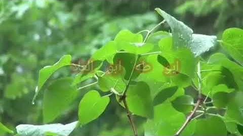 الطبلاوى سلطان التلاوة وتلاوة جميله جدا من قرآن الجمعه من الأزهر الشريف من سوره المؤمنين 🌴🌴🌴🌴🌴