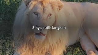 Singa putih langkah