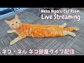 【ネコ・ネル ねこ部屋配信】NN Cat Room Live Streaming 260620