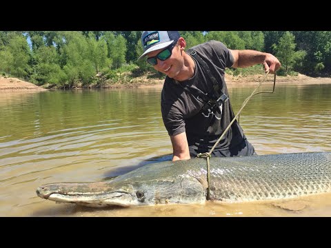 230lb Monster Alligator Gar!!