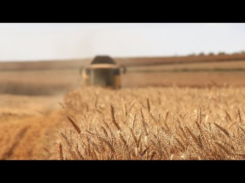 Казахстан максимально увеличит посевы зерновых и бобовых культур весной