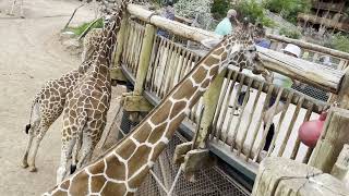 Cheyenne Mountain Zoo ,Zoological park in Colorado Springs, Colorado GIRAFFE FEEDING EXPERIENCE