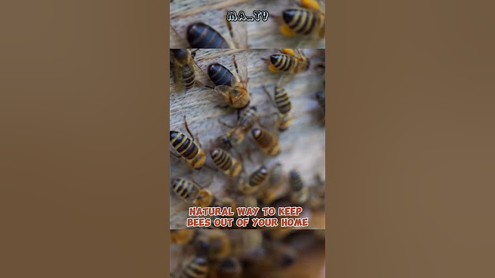 How to get rid of bees nesting in the house? #shorts #bees