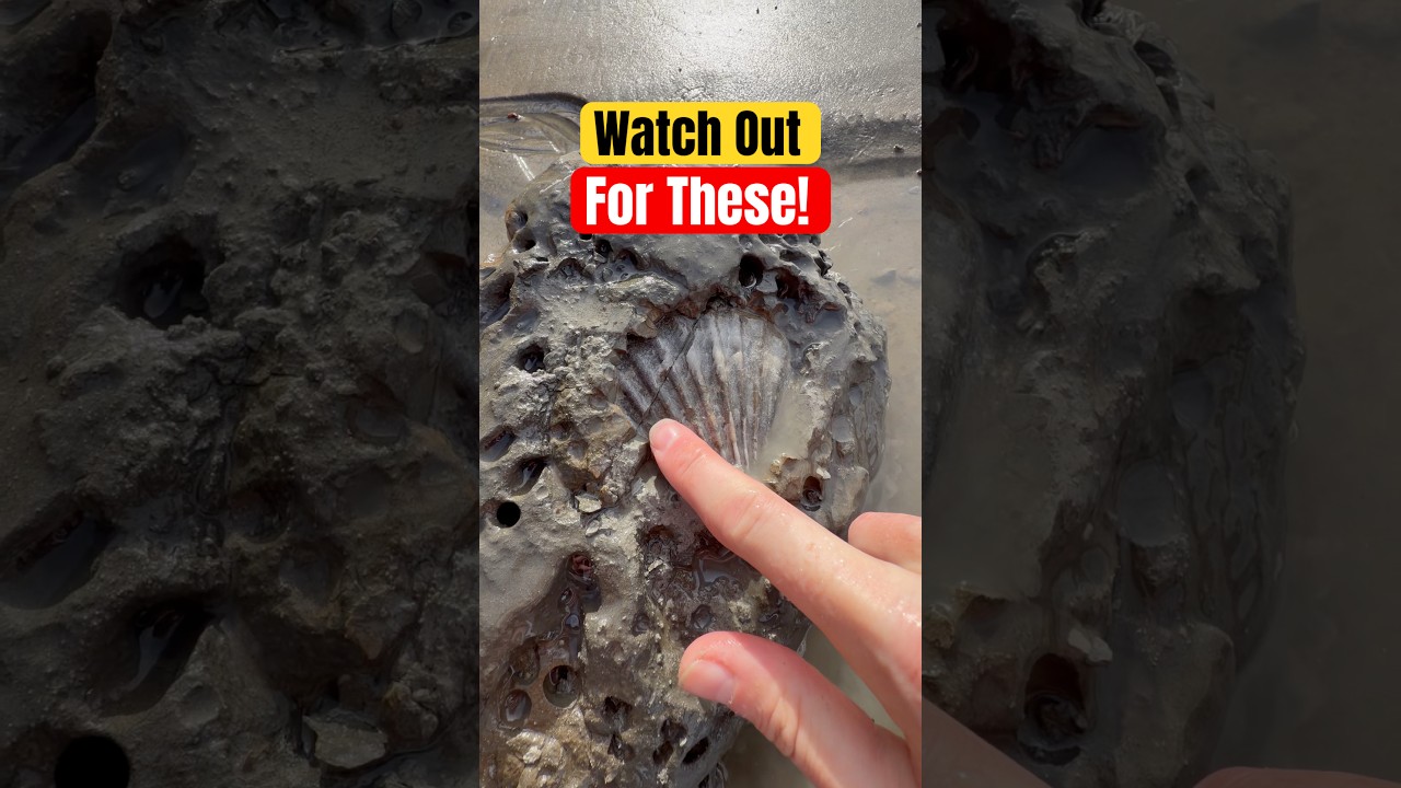 Осторожно, на пляже их можно увидеть! 😱 