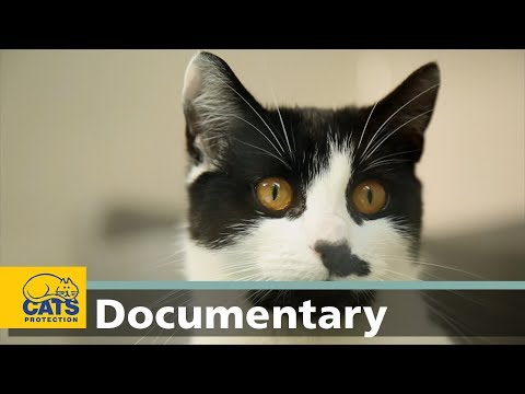 Video: Cat Hearing