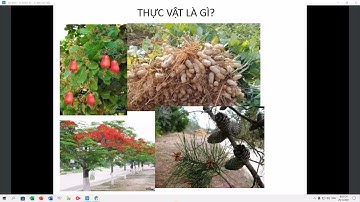 Thực vật dược lý thuyết (CLanChi)_BÀI: Đại cương về phân loại thực vật