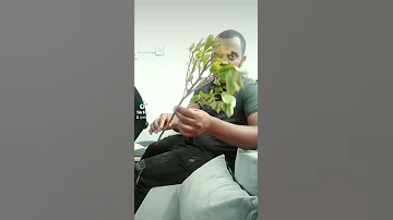 ጫት ሀራም ነው 