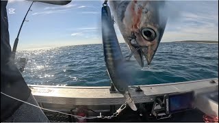 FISHING for TUNA in Dunsborough, SEALS, TURTLES #trawling #tuna #turtle #seal #fishing #skipjack