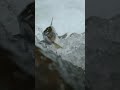 Will this Salmon make it upriver? 🤔 #IncredibleAnimalJourneys