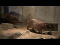 夜の浜松市動物園 の動画、YouTube動画。