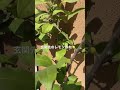 鉢植えのレモン🍋 #Shorts