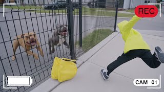 Thieves Who Messed With The Wrong Guard Dogs!