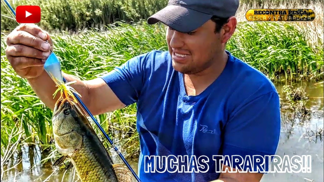 🌿🦎PESCA DE TARARIRAS🐊 EN CANTIDAD CON SEÑUELOS🐸, [Impresionante como  una tararira cuidaba su nido]🐠🐟 