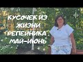 Кусочек из жизни "Репейника". Май-июнь