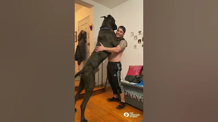 DANG! THAT’S A BIG DOG!!! - DayDayNews