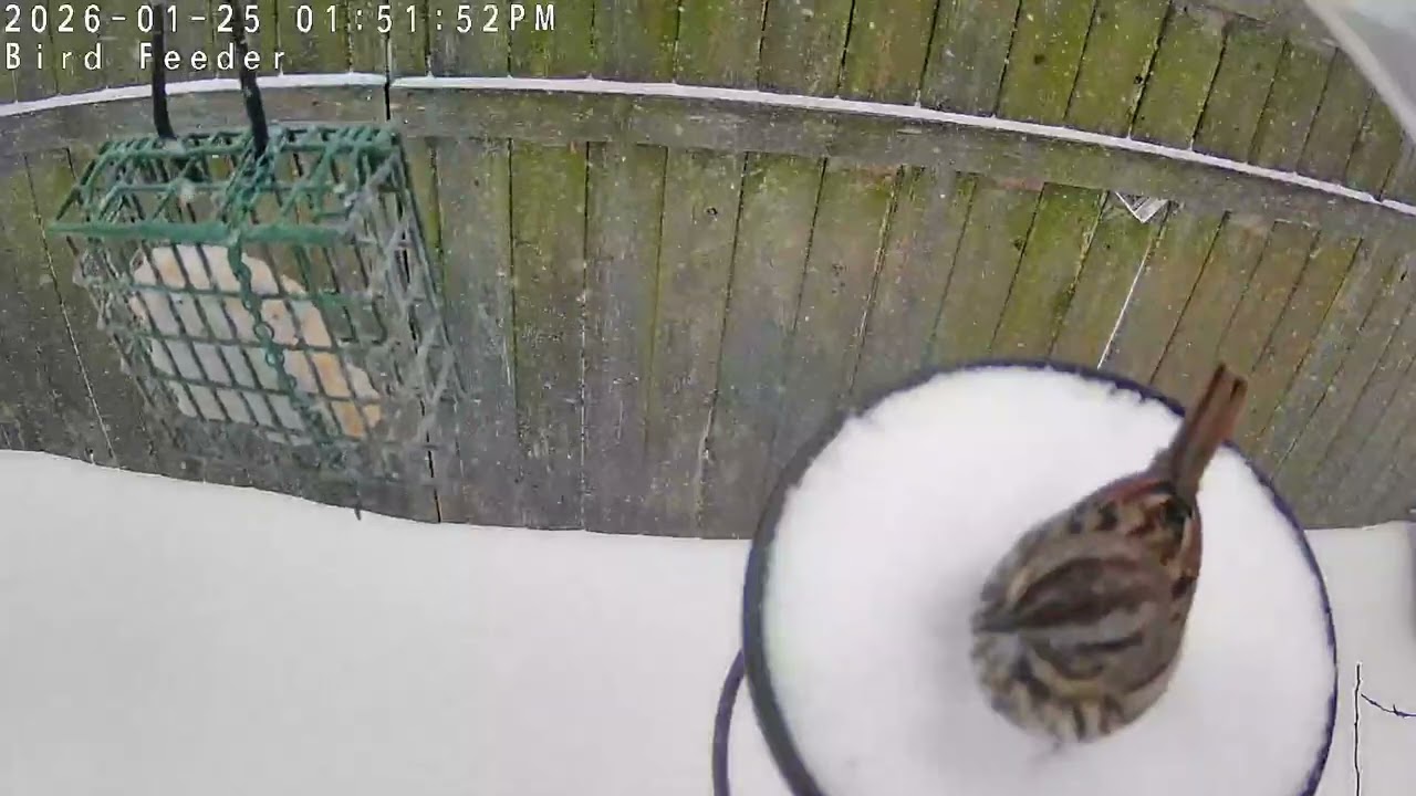 Song Sparrow Doesn't Like This Kind Of Weather 
