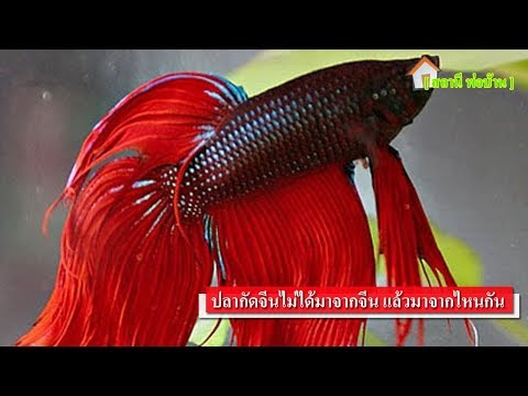 ปลากัดจีนไม่ได้มาจากจีนแล้วมาจากไหนกัน