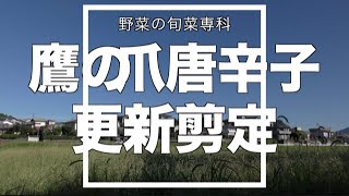 家庭菜園 鷹の爪唐辛子 更新剪定 11月霜が降りるまでたっぷり収穫するために！