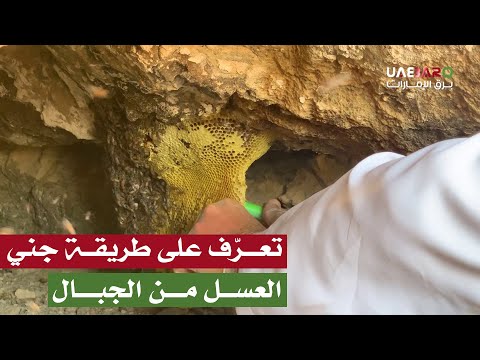 تعر ف على طريقة جني العسل بين ثنايا الجبال