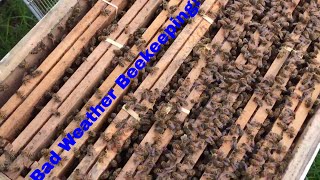 Tropical Storm is Coming: Check the Bees!