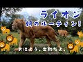 ライオン、朝のルーティン！