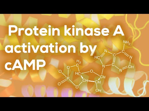 Wideo: Kiedy aktywowana jest kinaza białkowa?