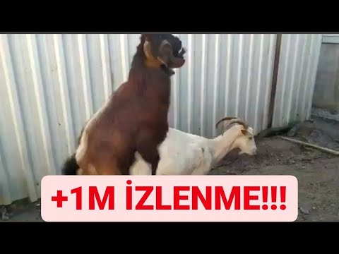 KEÇİ ÇİFTLEŞMESİ | TEKE ÇOK HIZLI ÇIKTI | SİZCE YAVRULAR NASIL OLUR ???#ÇİFTLEŞME #KEÇİ #KOYUN #TEKE