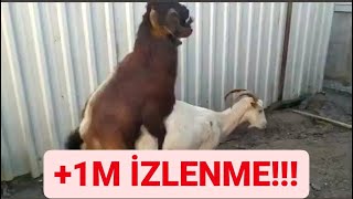 Keçi̇ Çi̇ftleşmesi̇ Teke Çok Hizli Çikti Si̇zce Yavrular Nasil Olur ??? Çi̇ftleşme Çi̇ 