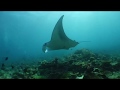 Manta ray at the cleaning station, South Ari Atoll, Maldives