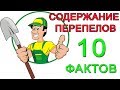 Содержание перепелов. 10 фактов