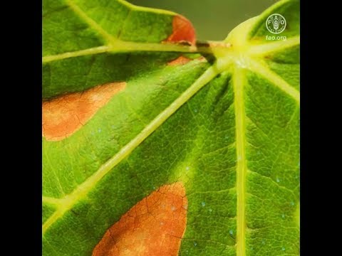 Wideo: Xylella i oliwki - co zrobić z drzewem oliwnym z chorobą Xylella