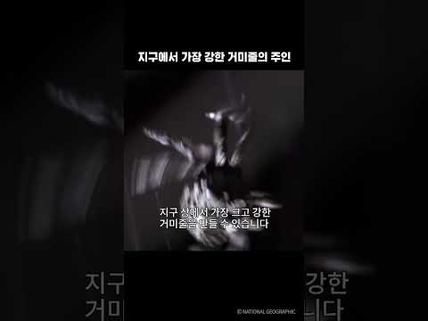지구에서 가장 강한 거미줄의 주인