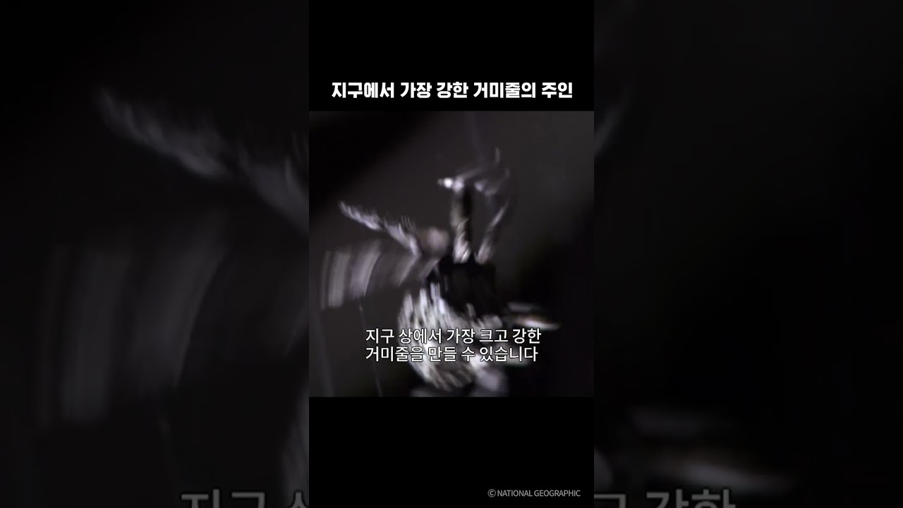 ⁣지구에서 가장 강한 거미줄의 주인