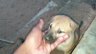 She bite my shoes 👟 It's been a long day she grew up and started bites something for fun 🤣