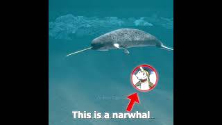 Narwhals Narwhals swimming in the ocean #edit #narwhal #lyric #memes #shorts #fyp #funny #zachdfilms