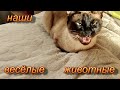 Наши умные котики.