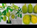 Bonsai Pohon Durian dari Plastik Kresek || Diy Cara Membuat  Bonsai Durian dari Kresek