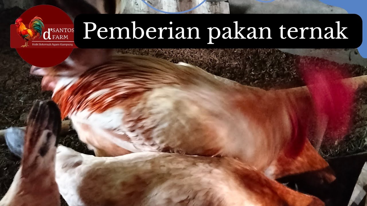 AKTIVITAS PEMBERIAN PAKAN AYAM 