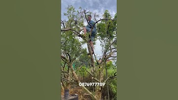 Lựu cổ thụ đang quả Lh em @876977789 #luudoando #caycanh #quynhhuonggarden