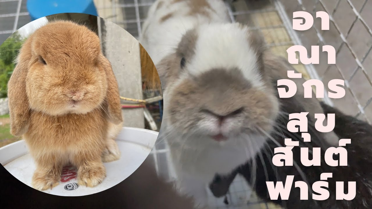 อาณาจักรสุขสันต์ฟาร์ม ฟาร์มกระต่ายฮอลแลนด์ลอป