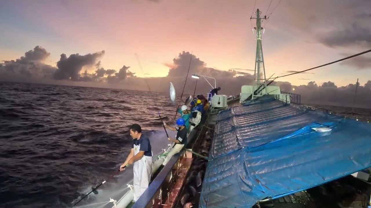 遠洋カツオ一本釣り